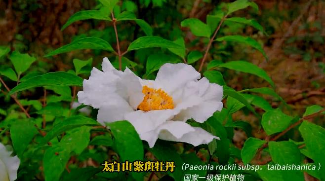 陕西黄柏塬国家级自然保护区国家一级保护植物——太白山紫斑牡丹竞相开放