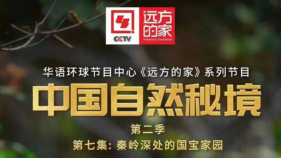 视频｜《中国自然秘境》——秦岭深处的国宝家园