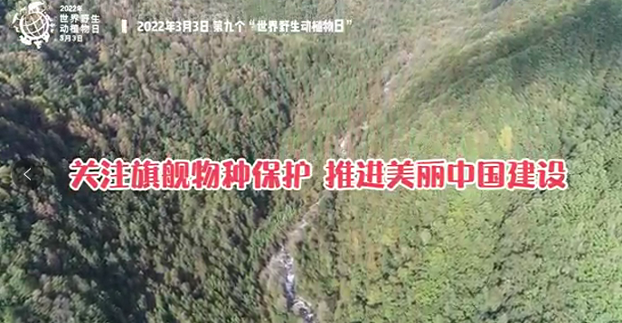 陕西省太白林业局 3月3日 “世界野生动植物日”主题宣传片